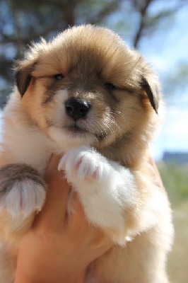 du Lac Argenté - Les chiots ont 1 mois !