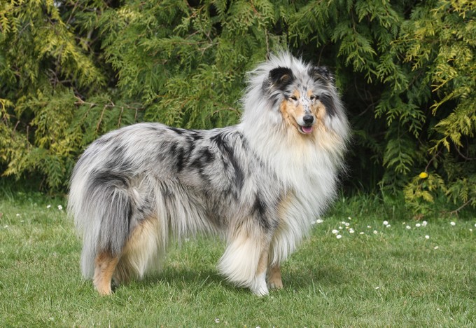 Christal blue des Forges de Thor